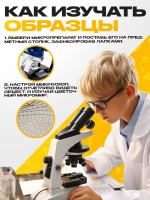 Набор для опытов «Набор микропрепаратов», насекомые