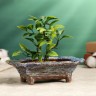 Декоративный горшок - бонсайница для кактусов и суккулентов, 200 мл, 16.5×11.5×5 см, керамический