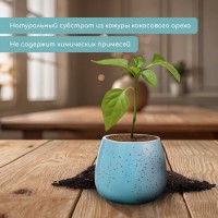 Таблетки кокосовые, для рассады, d = 6 см, набор 5 шт., без оболочки, Greengo