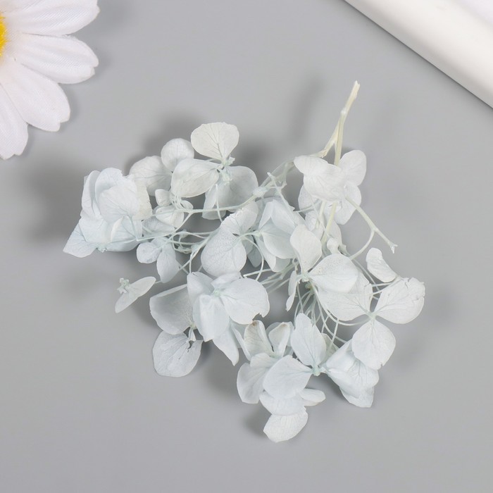 Сухоцвет "Гортензия" нежно-голубой h=6-6,5 см