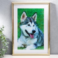 Фоторамка сосна с19 золото 21х30 см (пластиковый экран)