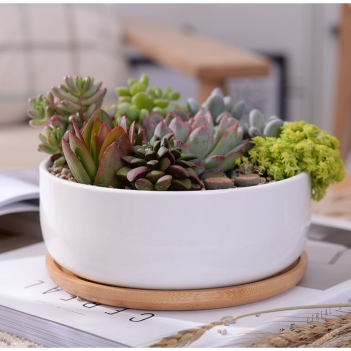 Горшок "Эко Бонсай" для кактусов и суккулентов, круг, 17х7см, белый