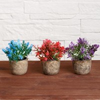 Бонсай "Седум" 6х10 см, микс