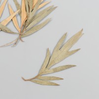 Сухоцвет "Лист полыни горькой" бежевый h=5-8 см