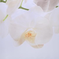 Штора для ванной Доляна «Орхидея над водой», 180×180 см