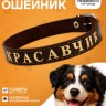 Ошейник «Красавчик», 2.5 см, однослойный, тиснение фольгой, кожа, цвет МИКС