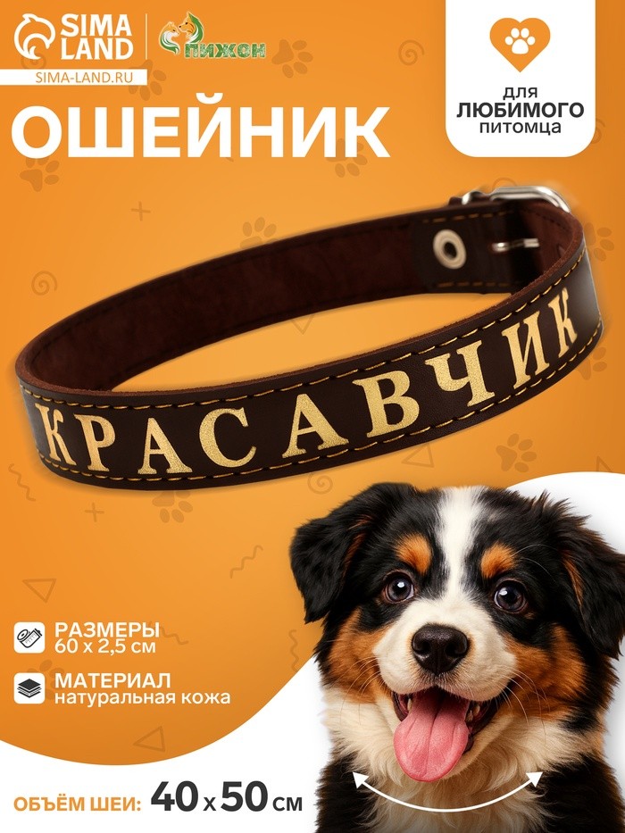 Ошейник «Красавчик», 2.5 см, однослойный, тиснение фольгой, кожа, цвет МИКС