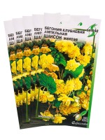 Набор семян Бегония ампельная "Шансон" клубневая, желтая, 5 шт.