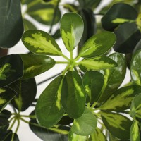 Дерево искусственное "Двойной шар" 155 см