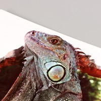 Наклейка интерьерная 3D на стену "Варан", 70×50 см, декоративная, цветная