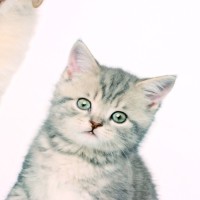 Наклейка 3Д интерьерная Домашние питомцы 45*40см