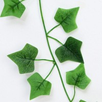 Лиана "Хедера хеликс" 220 см