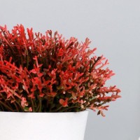 Бонсай "Мелкие цветочки" 8х12 см, микс